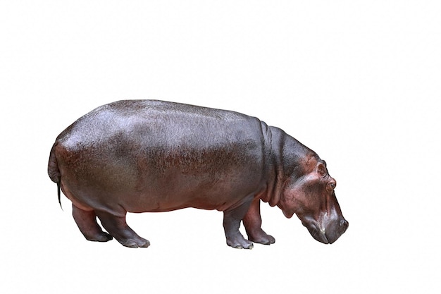 Hippopotamus isolated on white background.