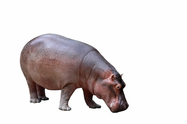 Hippopotamus isolated on white background.