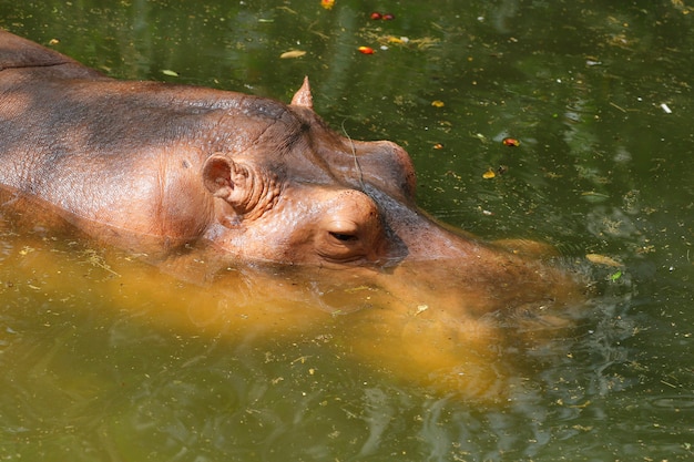 The hippopotamus rest in river 