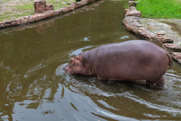 Hippopotamus at the river