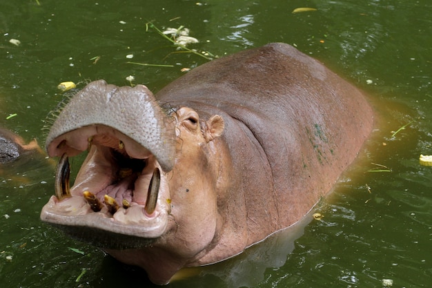 The hippopotamus smile in river 