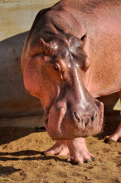 Hippopotamus