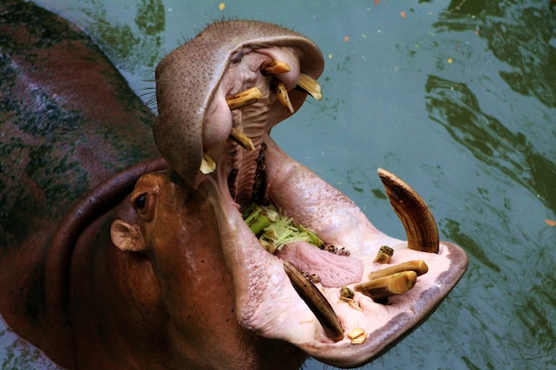 Hippopotamuses Showing Huge Jaw and Teeth waiting for feeding in the zoo 