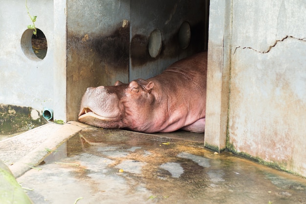 Hippopotamuses sleeping at the Dusit Zoo, Thailand.