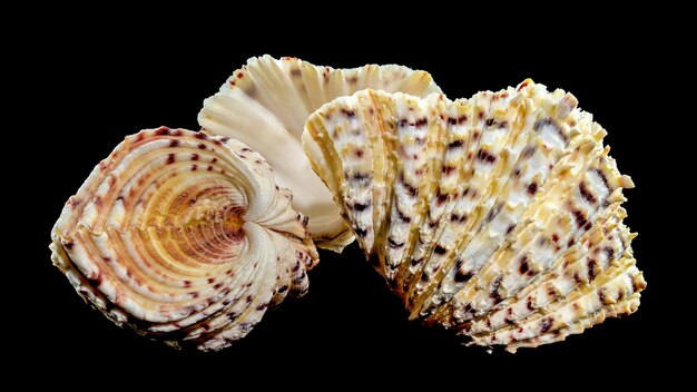 Hippopus sea Shell on a black background