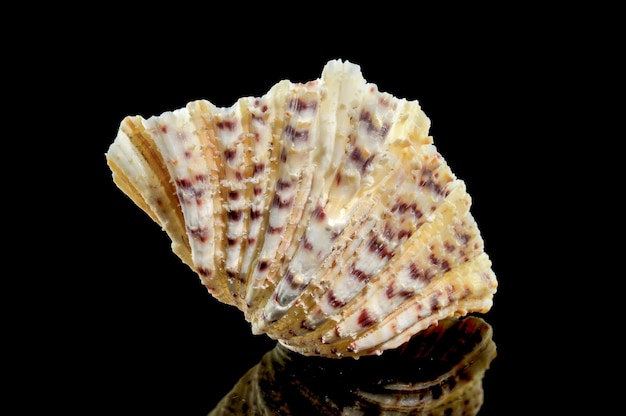 Hippopus sea Shell on a black background