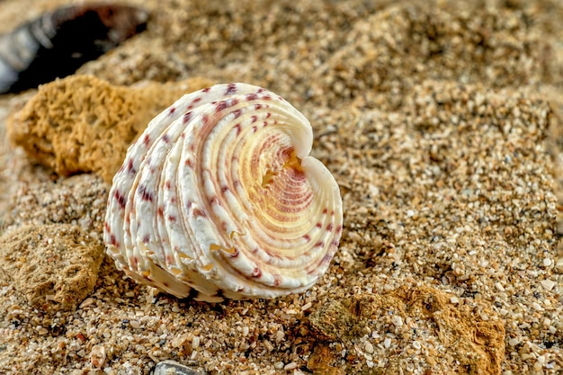 Hippopus sea Shell on the sand