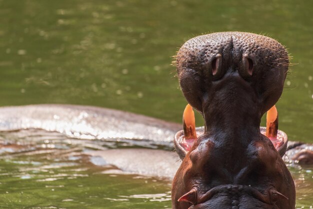 Hippos are among the largest living land mammals