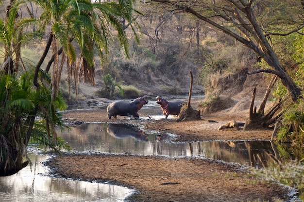 Hippos in Serengeti National Park - Tanzania