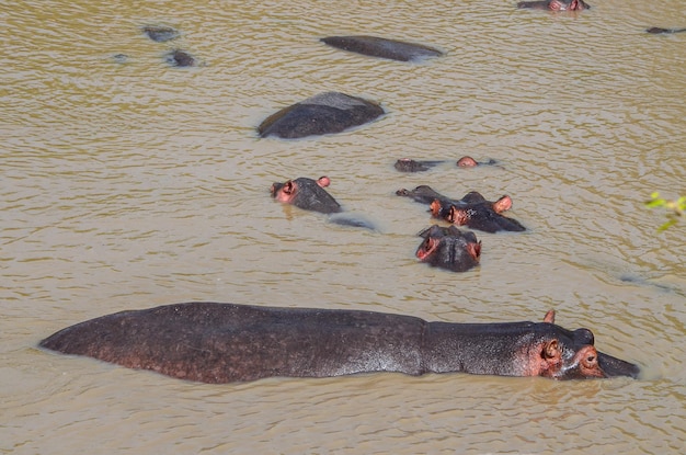 Hippos swim in the river Masai Mara NAtional Park Kenya Africa