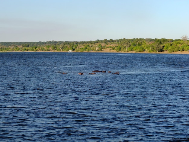 Hippos in Zambezi river Botswana Africa