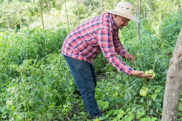 Hispanic worker examining tomato plants in the field