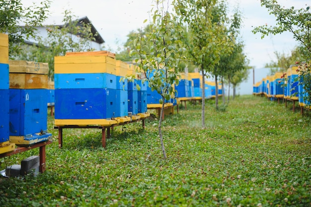 Hives in an apiary with bees flying to the landing boards Apiculture