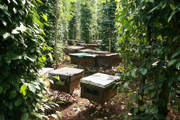 Hives in an apiary with bees flying to the landing boards, Frames of a bee hive. Beekeeper Inspectin