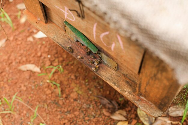 Hives in an apiary with bees flying to the landing boards, Frames of a bee hive