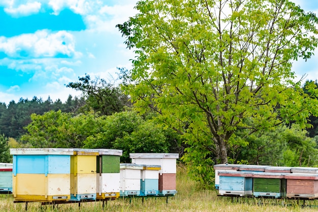 Hives in an apiary with bees flying to the landing boards in a green garden