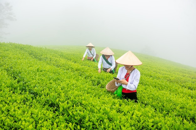 Hmuong working in green tea plantation at Long Coc tea mountain Phu Tho province Vietnam