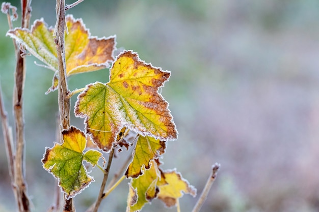 Hoarfrost on colorful autumn currant leaves