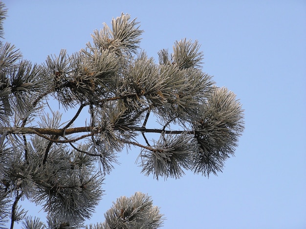 Hoarfrost covered grass, autumn trees. Foggy and frosty. Weather forecast early winter