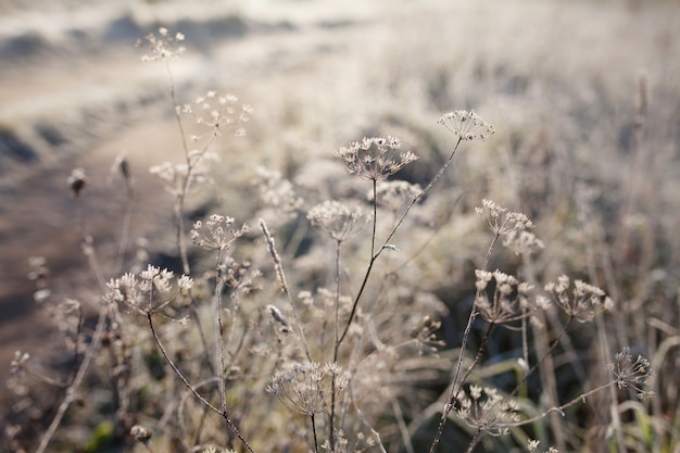 Hoarfrost on dry grass in meadow. First frost in autumn countryside meadow.