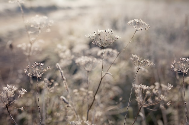 Hoarfrost on dry grass in meadow. Frost covered grass or wild flowers. First frost in autumn countryside meadow. Winter background.