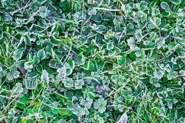 Hoarfrost on grass in autumn morning. 