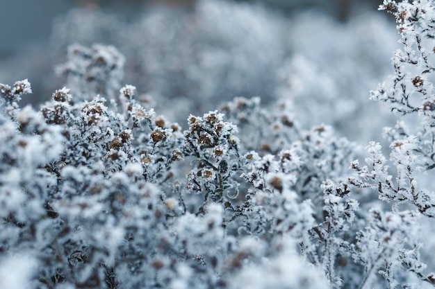 Hoarfrost on leaves in snowing in winter garden Frozen branch with snow flakes background