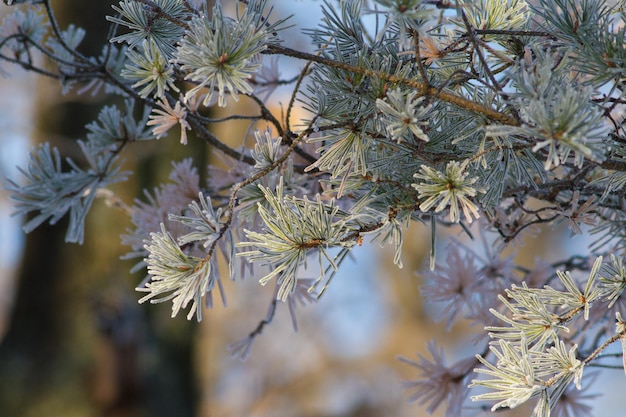 Hoarfrost on a plant Winter sunny frosty morning Ice crystals adorn the all around