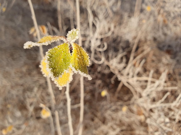 Hoarfrost on small leaves in late autumn