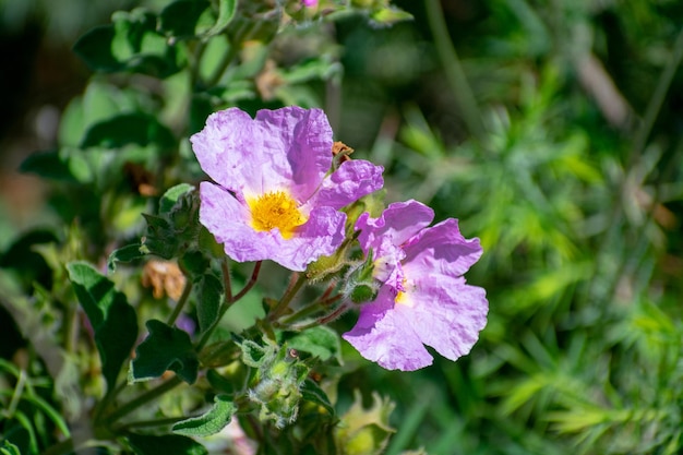 Hoary RockRose Cistus creticus