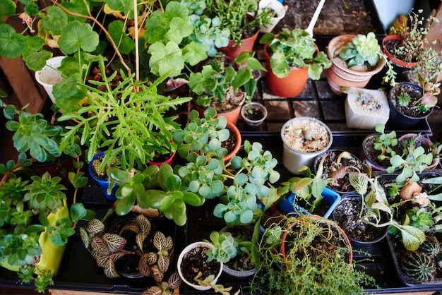 Hobby is botany. Many sprouts house plants