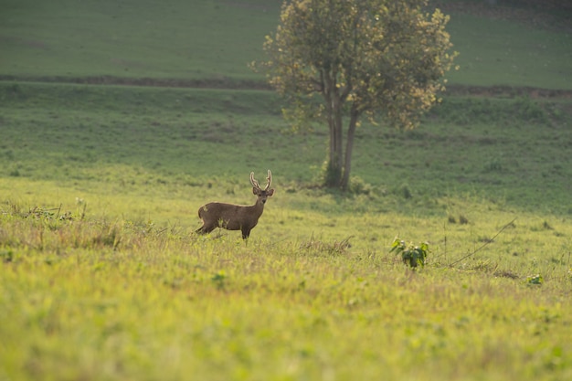 Hog deer stand alone on grassland