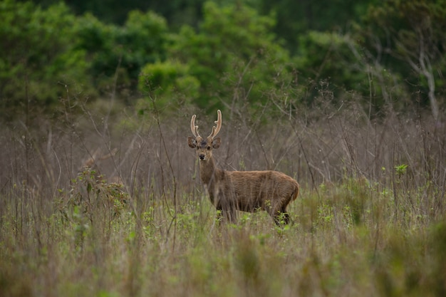 Hog deer with beautiful forest landscape in the morning time.