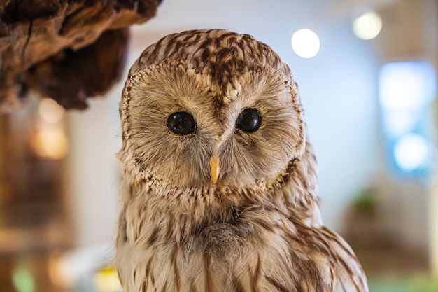 Hokkaido owl