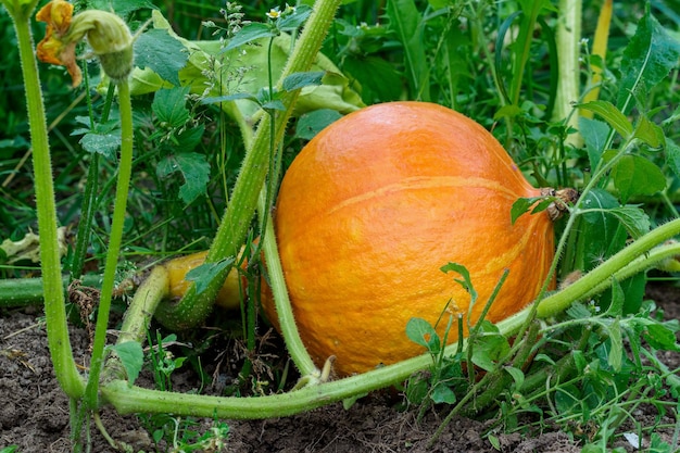 Hokkaido pumpkin in garden Growing hokkaido pumpkin on a vegetable garden