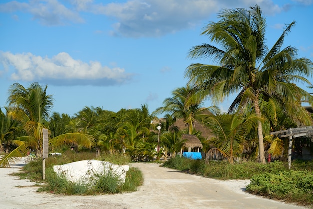 Holbox island tropical palm tree Mexico