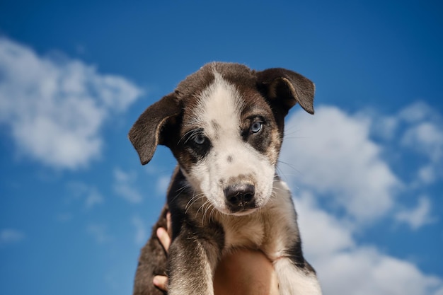 Hold black and white blueeyed Alaskan Husky puppy with hands against clear blue sky with clouds