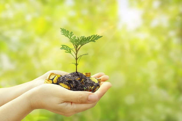 Holding hands of a tree growing on a blurred green background and sunlight