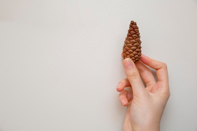 Photo holding pine cones in hands