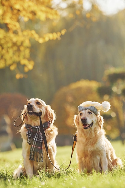 Holds collar in mouth Two beautiful Golden Retriever dogs have a walk outdoors in the park together