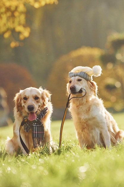 Holds collar in mouth Two beautiful Golden Retriever dogs have a walk outdoors in the park together