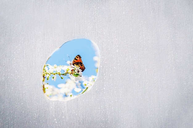 A hole in a grey concrete wall with spring blossom and orange butterfly