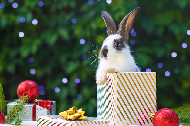 Holiday card with pet. little cute baby rabbit sitting in gift box in new year. festive bunny. congratulations with animal under the christmas tree.