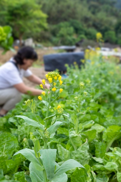 Holiday Urban Farmer Farmer Vegetable Garden Plowing Picking Vegetables