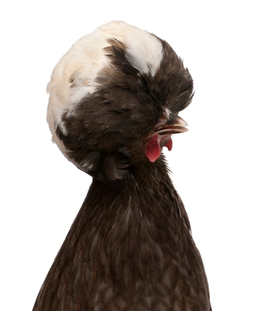 Holland dwarf rooster white-crested chicken, standing