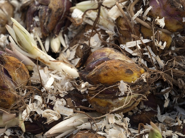 Holland tuber seed flower lily