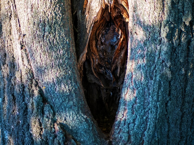 Hollow in the trunk of a linden tree lit by sunlight