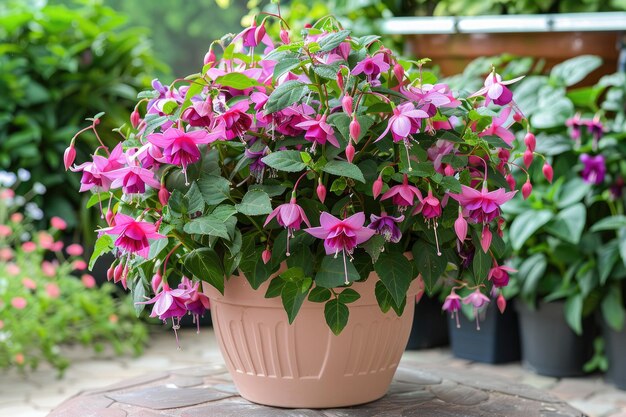 Photo holly beauty fuchsia blooms light pink purple flowers in june in a flower pot berlin germany