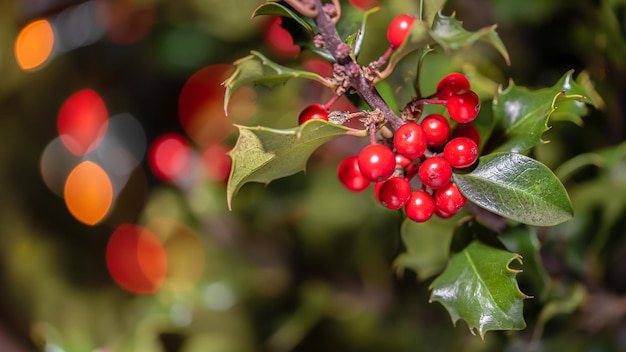 Holly branch with its red fruit and coloured lights