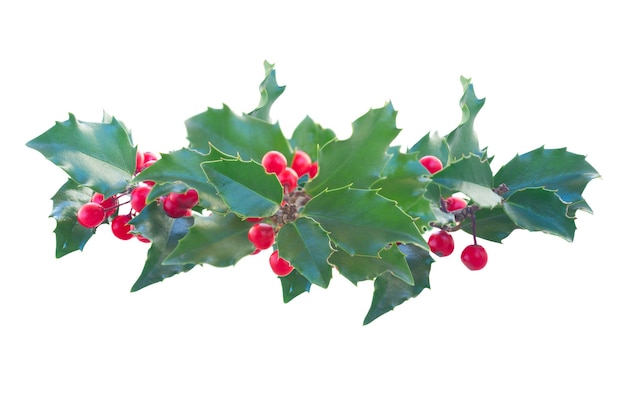 Holly branch with  leaves and berries isolated on white background